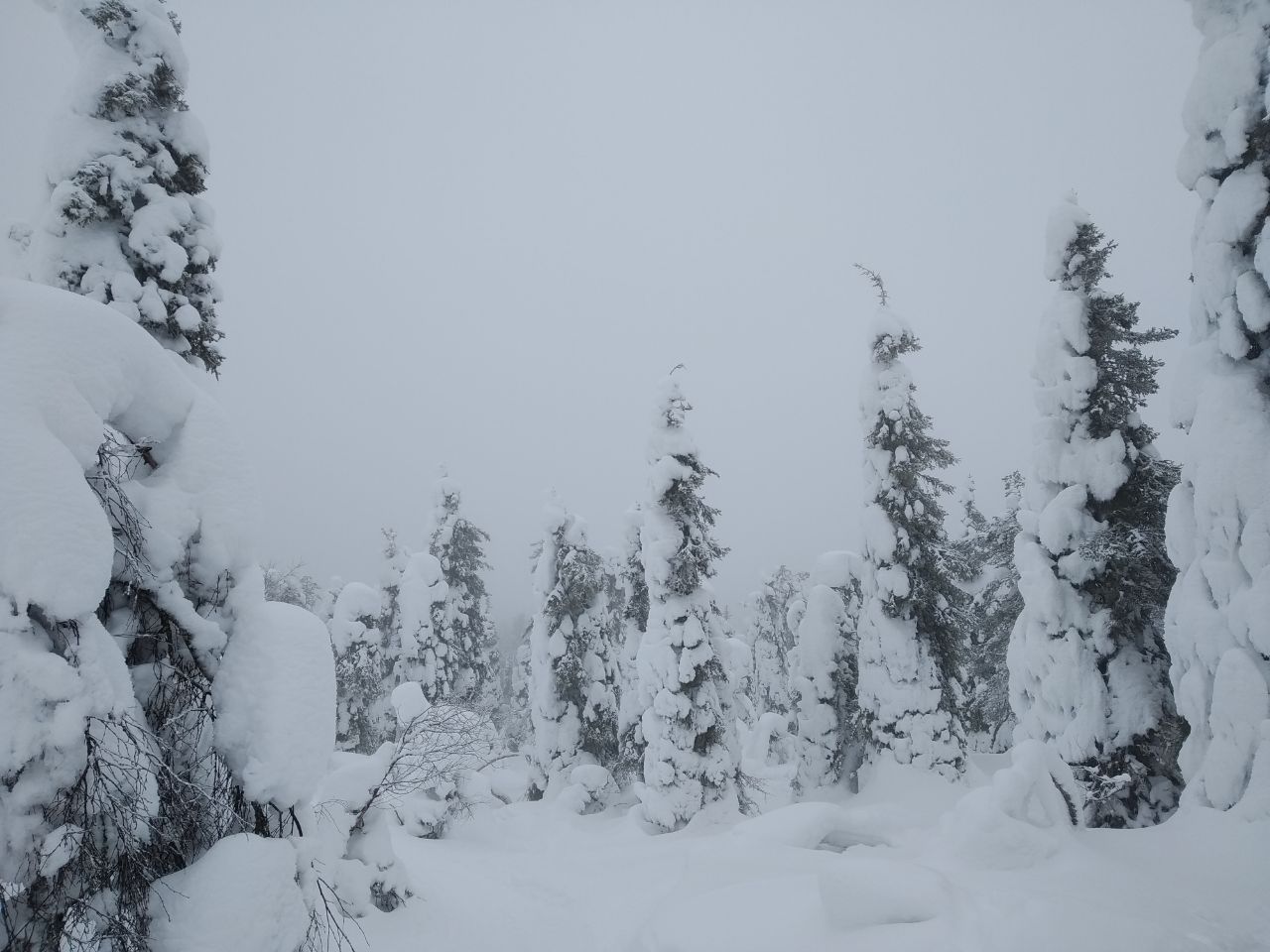 Lapland snowy trees